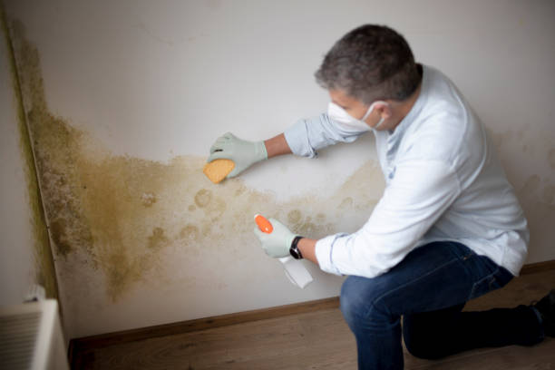 Best Biohazard Mold Removal  in South Laurel, MD