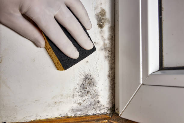 Best Crawl Space Mold Remediation  in South Laurel, MD